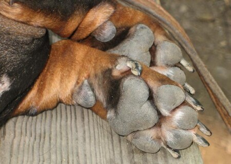 Устали лапки