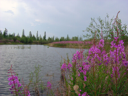 Северное лето