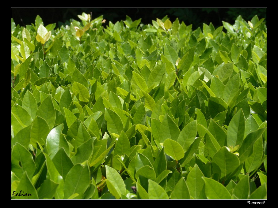Leaves