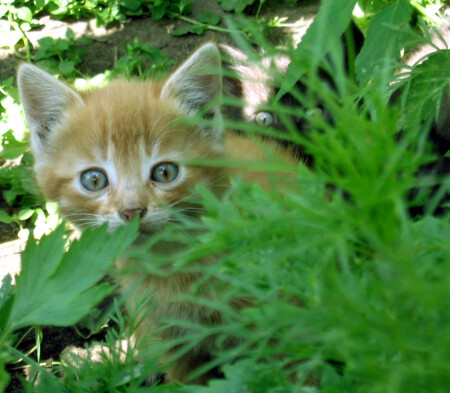 Милашки)