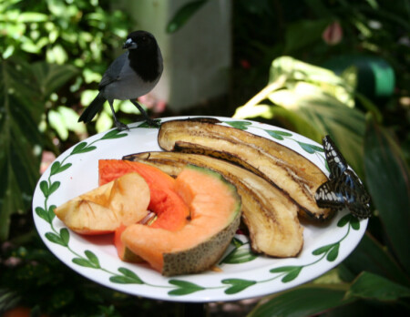 Еда за едой...