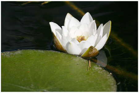 Nymphaea