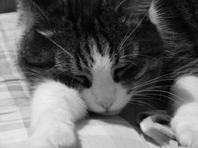 Котик