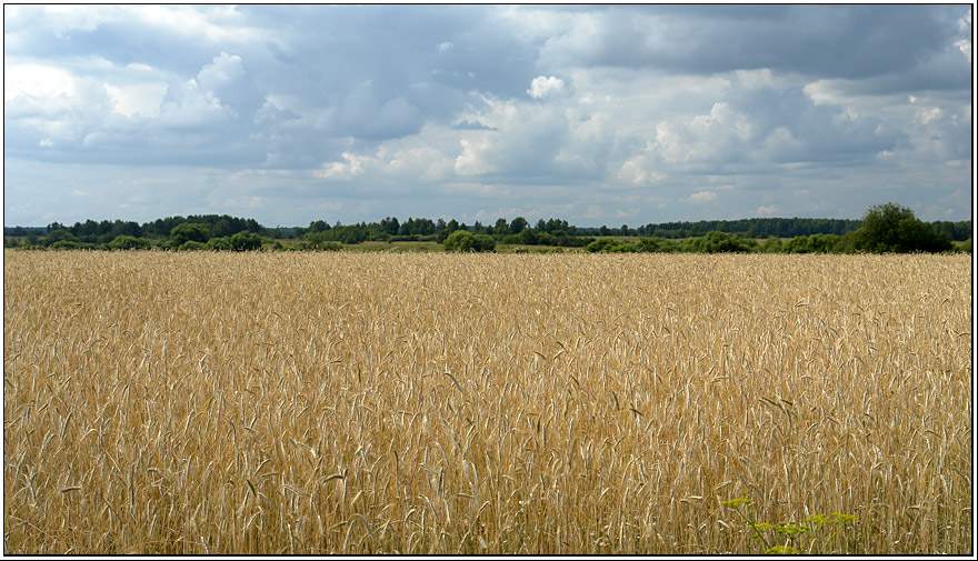 Рожь.