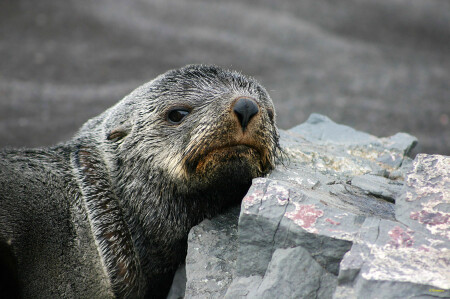 Грустный Seal