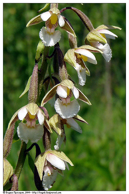 Epipactis palustis