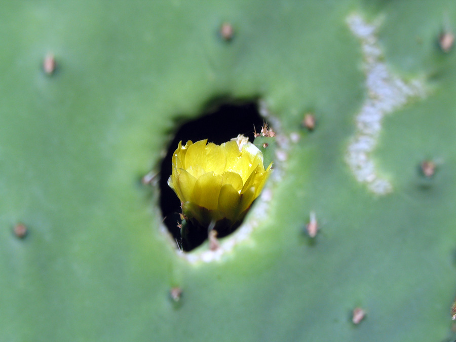 Opuntia (взгляд сквозь кактус)