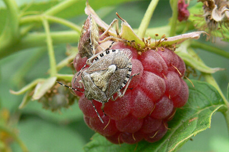 Мы покушать собрались