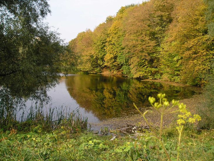 Золотая осень
