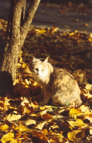 Осенний кот