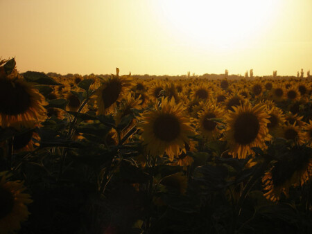 подсолнухи и закат...
