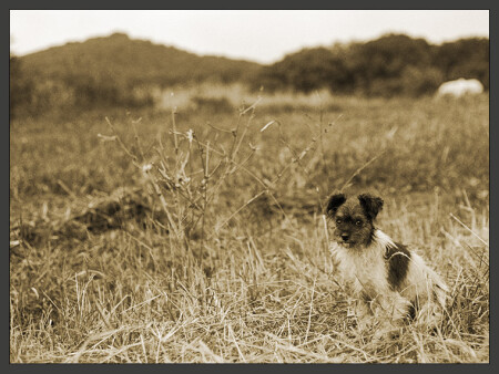 Ацкая псина