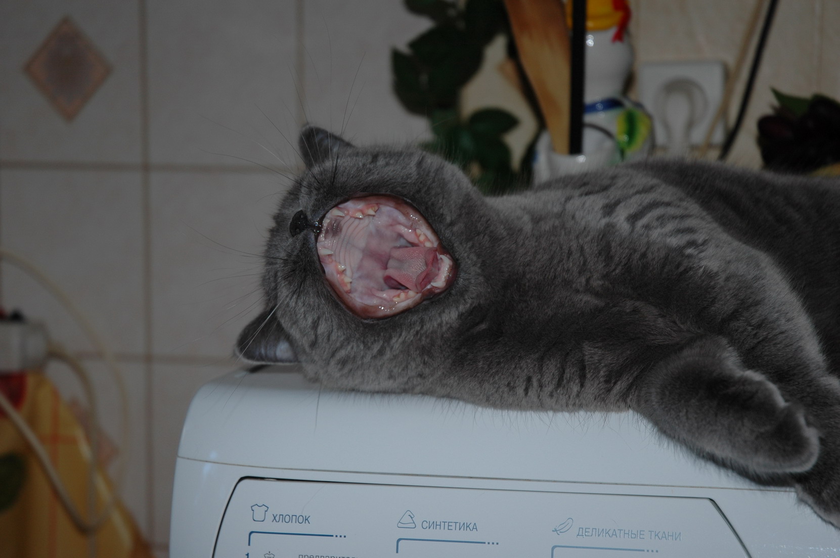 зевота