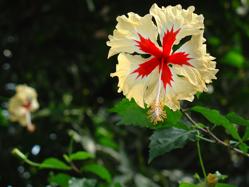 Hibiscus Flower from Nice garden