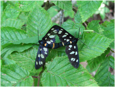 Поза &amp;quot;Индрани&amp;quot;