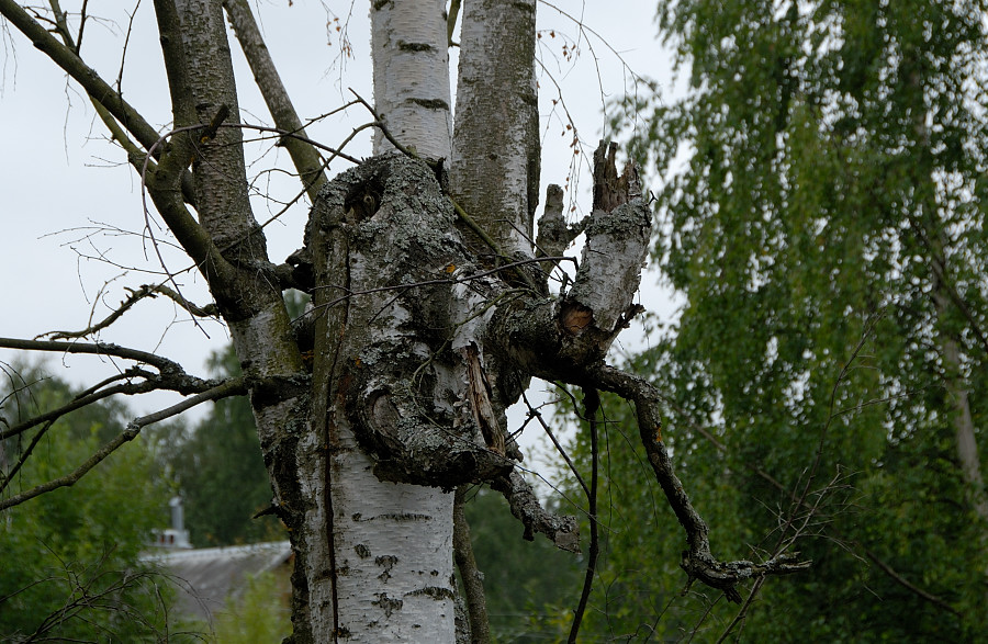 Леший