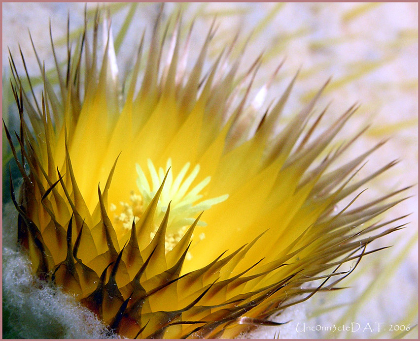 Echinocactus grusonii