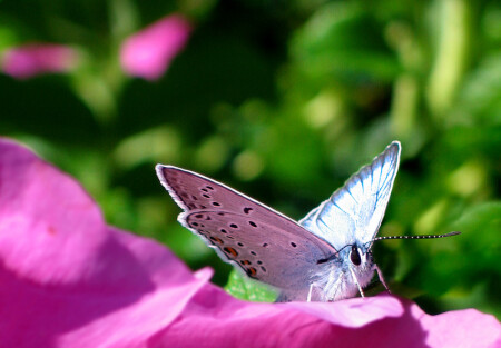 butterfly