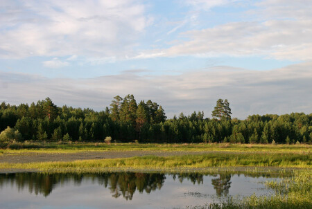 Летняя картинка