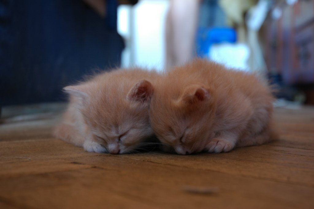 коты