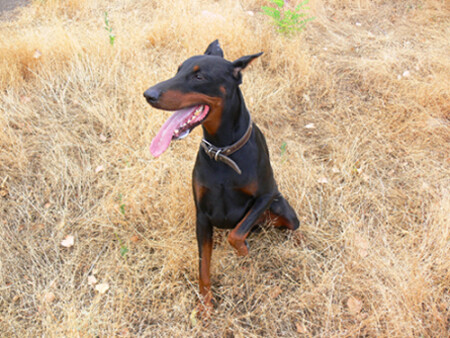 Мой пес по кличке &quot;Демон&quot;