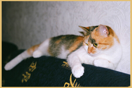 A cat. (For home use only!!!)