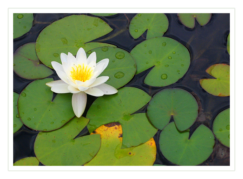 Water-lily # 2