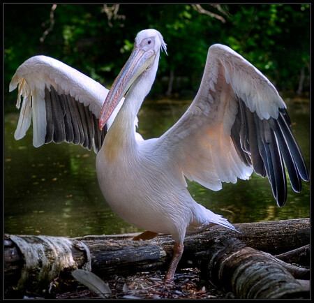 Pelecanus Onocrotalus