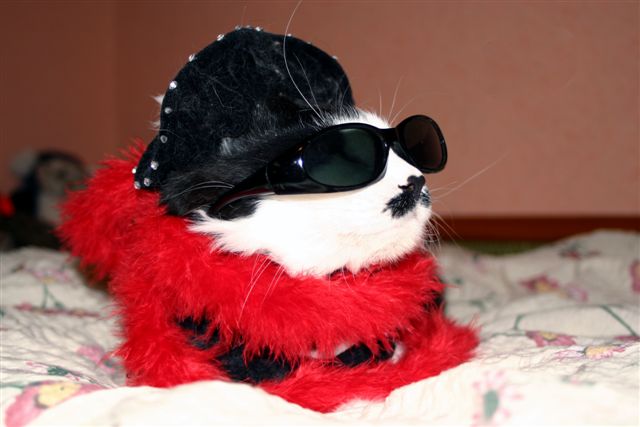 Не все кошки серы