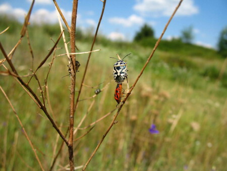 Любовь зла... и добра...