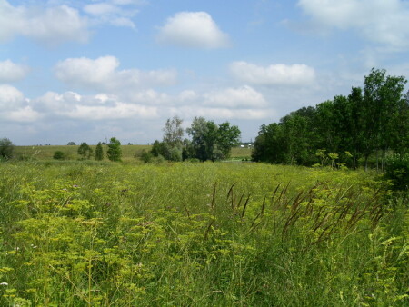 Поле, русское поле...