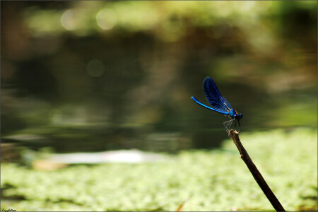 Nature