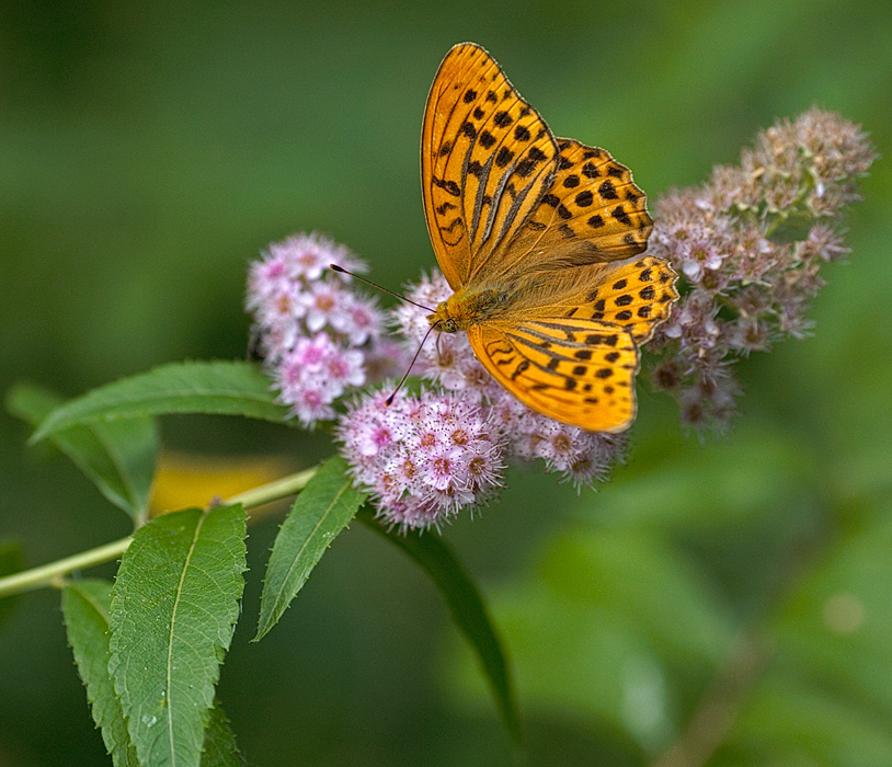 Butterfly fever