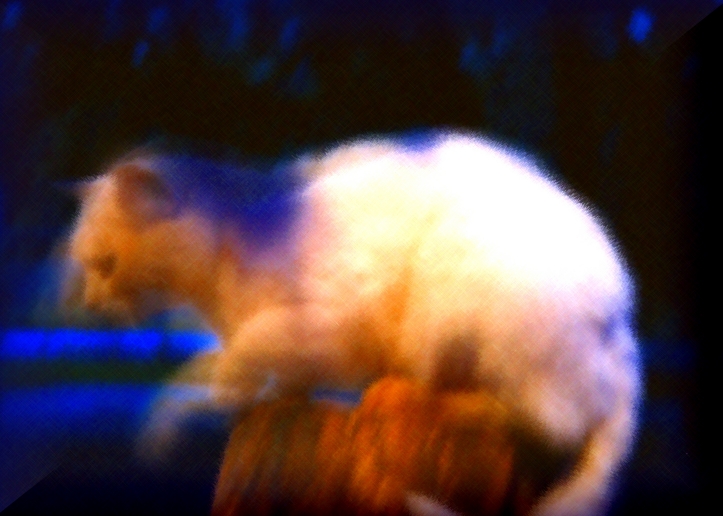 Синей ночью белый кот...