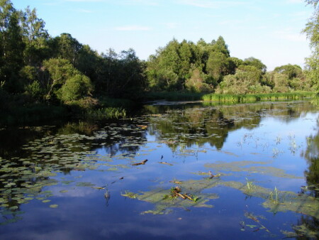 В тихом омуте...