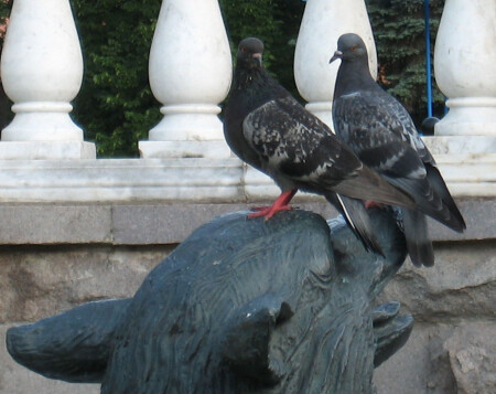 Голуби и волк