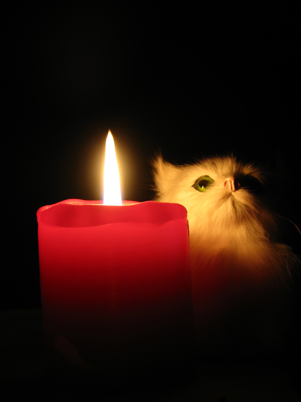 Кот со свечой