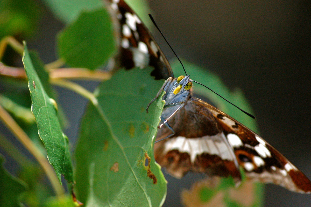 [butterfly]