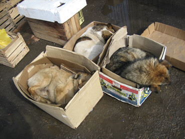 савсэм свэжий хычин