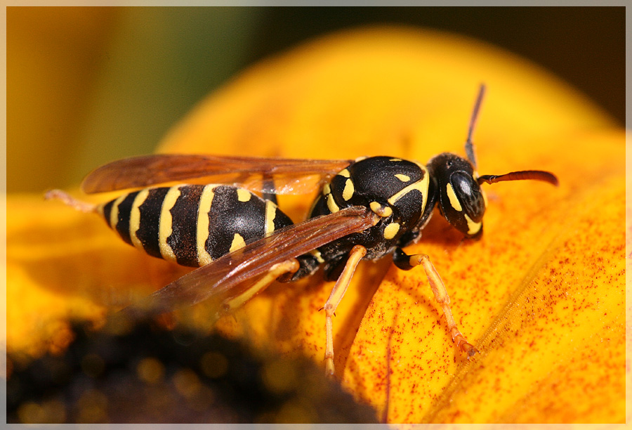 Stinger in Yellow 