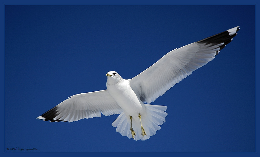 Seagull
