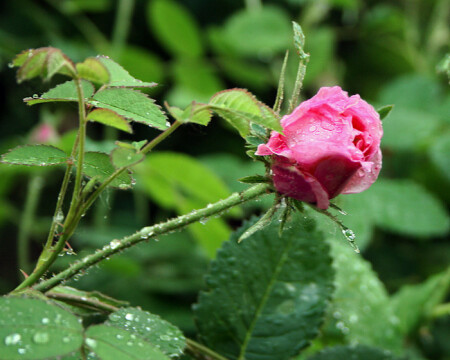 После дождя 2. 