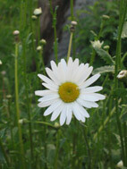 Обыкновенное чудо