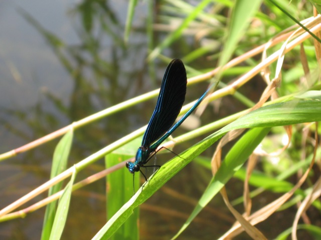 libellula