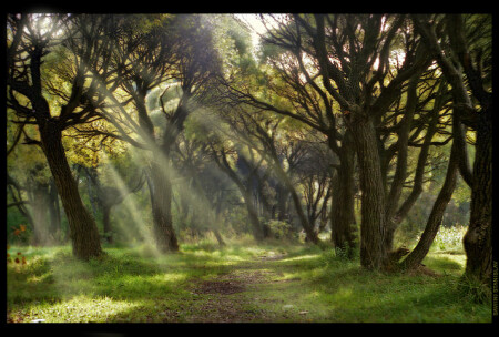 Утро в лесу