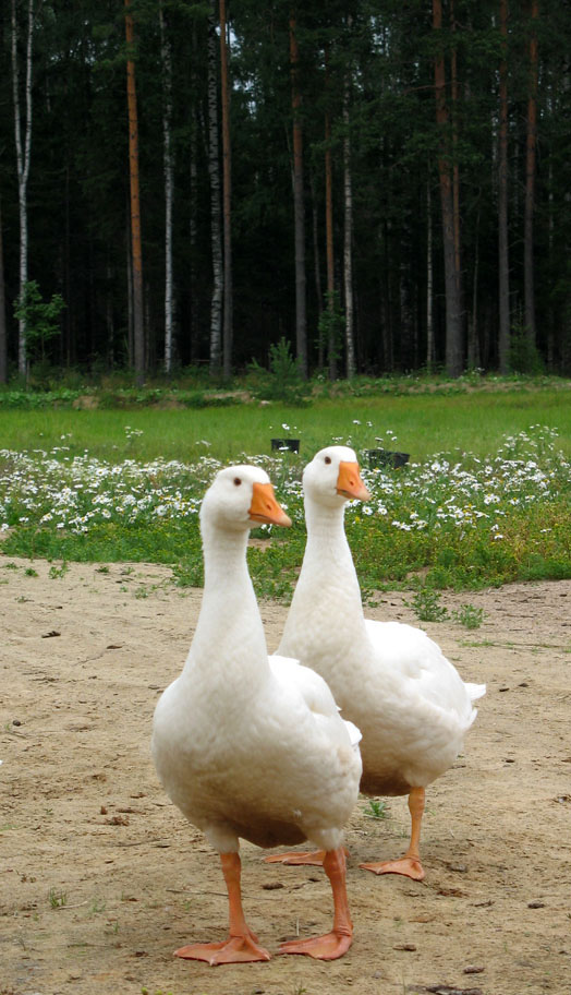 Гусики