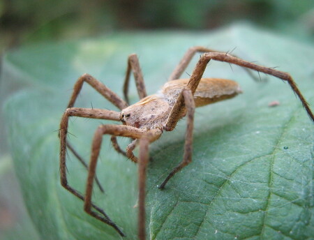 Подозрительный паук...