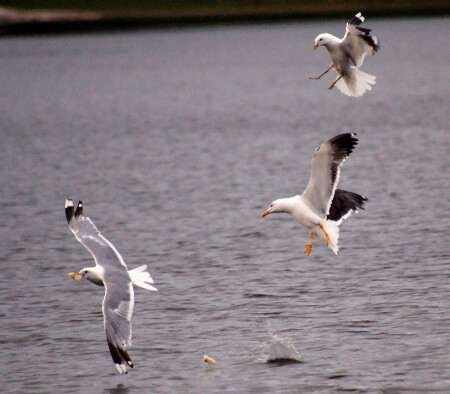 Seagulls