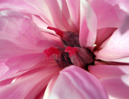 Что &amp;quot;прячут&amp;quot; пионы 