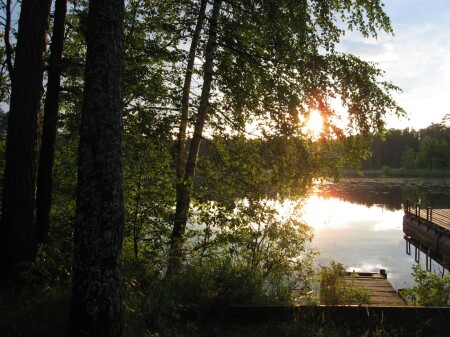 Сквозь ветви берез